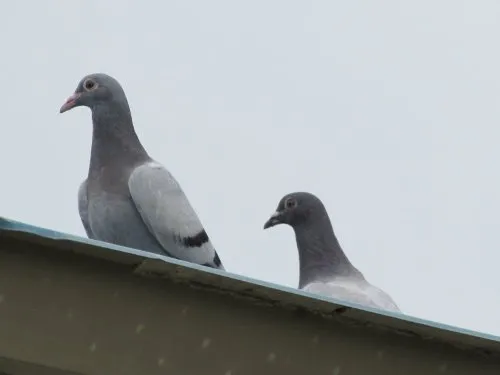 会場の平和の鳩